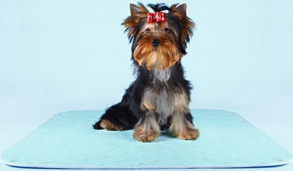 Йоркширский терьер сидит на впитывающей пеленке Йоркширский терьер сидит на впитывающей пеленке