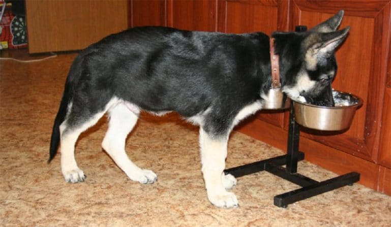 Овчарка ест из миски