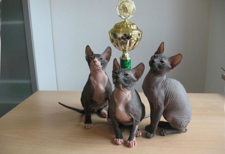 Откуда взялись сфинксы