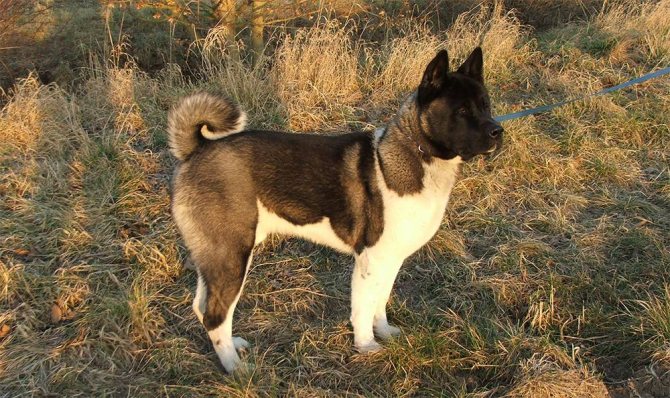 Американская акита