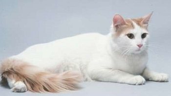 анатолийская-главнвя.