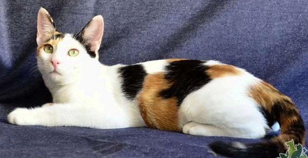 анатолийская-пятнистая