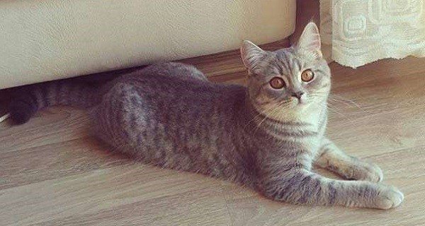 анатолийская-серая.