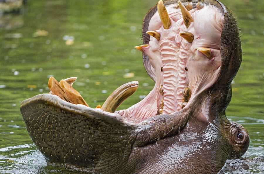 Бегемот открытая пасть