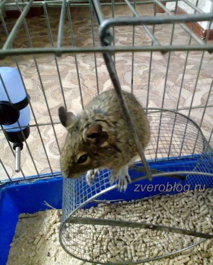 Белка дегу живет в клетке с колесом - подвижный и жизнерадостный питомец