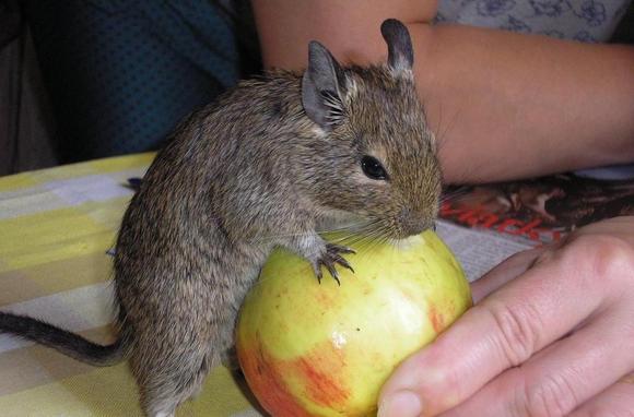 Чем кормить дегу: как составить рацион для дегу в домашних условиях, список корма для дегу