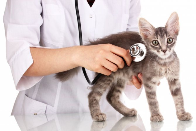 Диагностика поликистоза почек у кошек