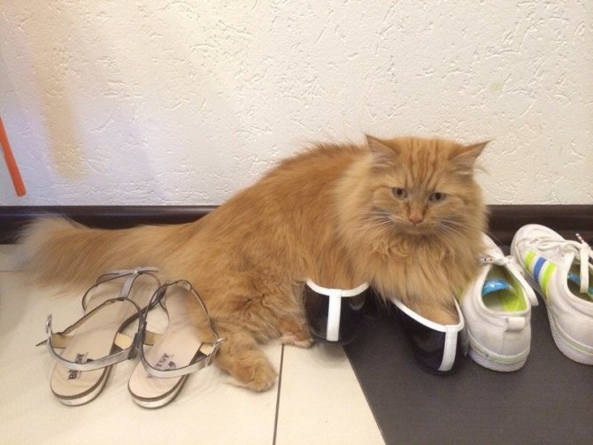 Если кот нагадил, не следует его наказывать