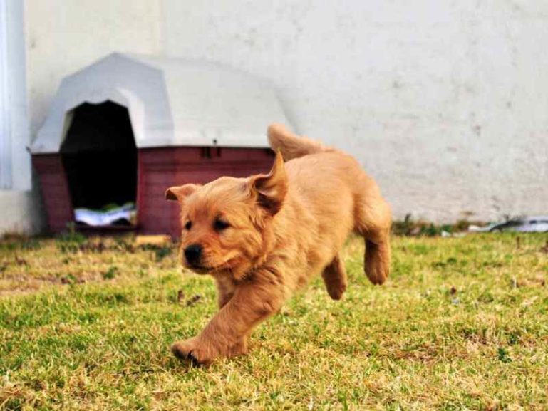 глисты у собаки