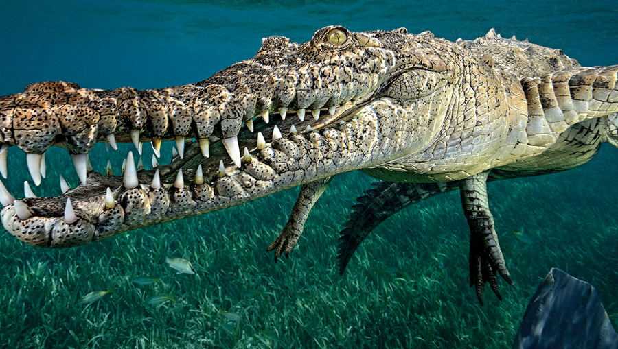 Гребнистый крокодил