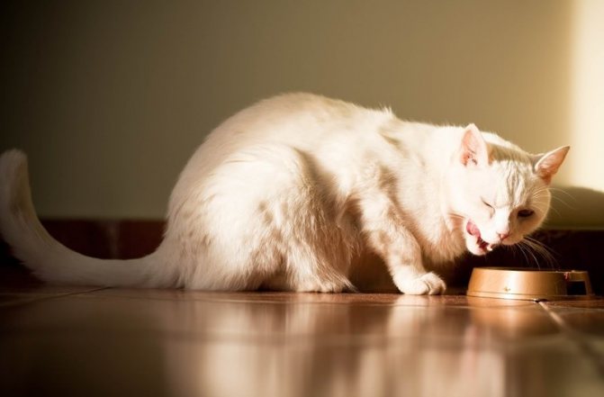 Из-за неправильного питания у кошки может начаться диарея