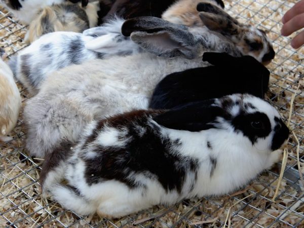 Как отучить кроликов кусаться