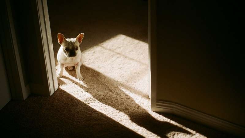 Как приучить щенка к пеленке