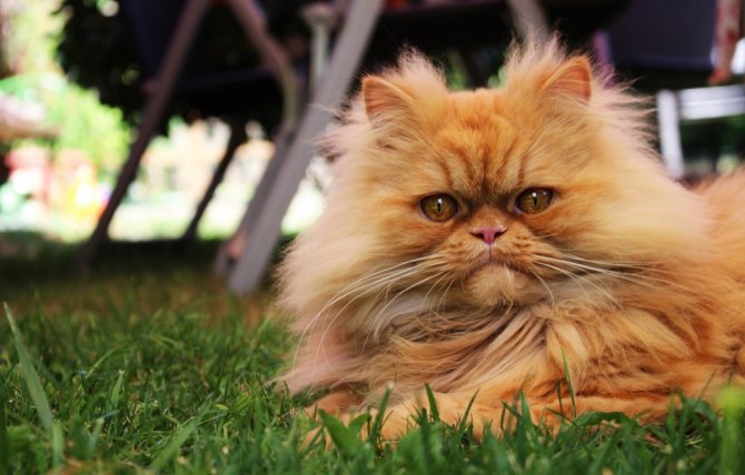 Какие породы кошек наиболее подвержены поликистозу почек