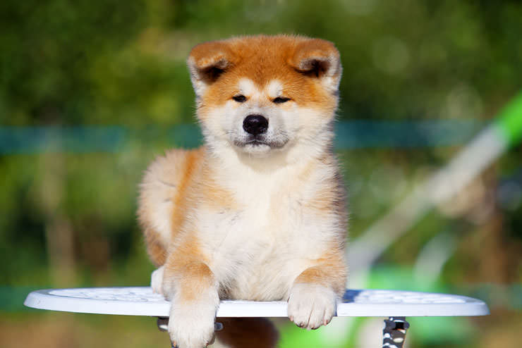 Клички для Акита ину девочек мальчиков имена