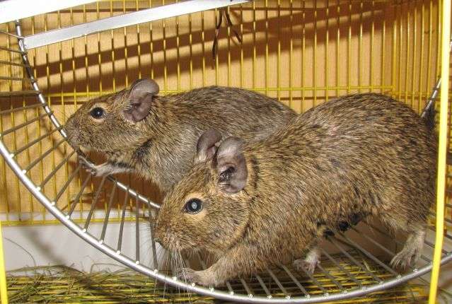 колесо для дегу{amp}#x9;