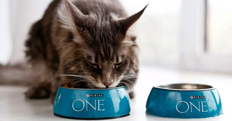 корм для кошек пурина