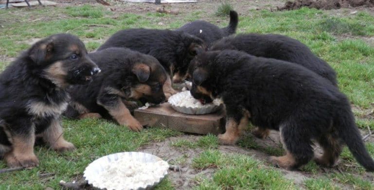 Питание щенков овчарки