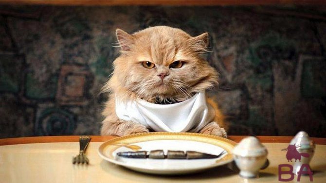 Кошка ест котят