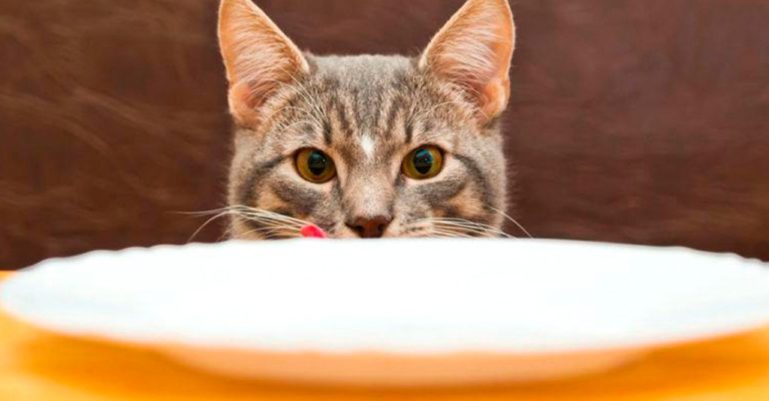 кошка-питание