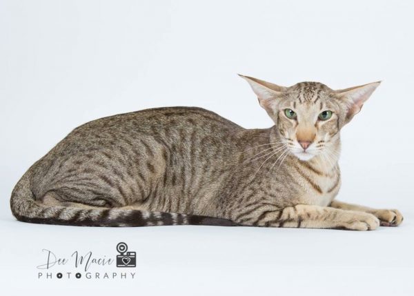 кошка породы ориентал