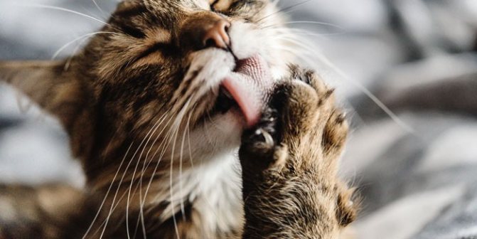 Кошка умывается