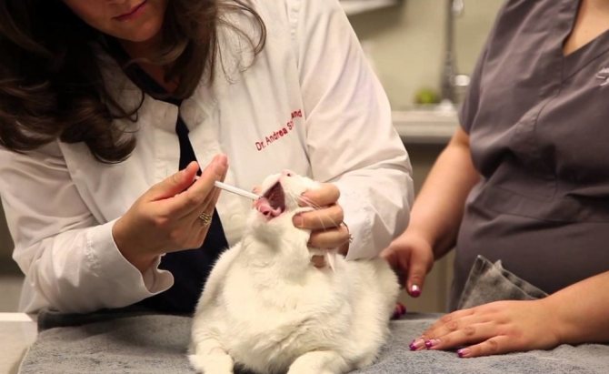 Кошке дают суспензию