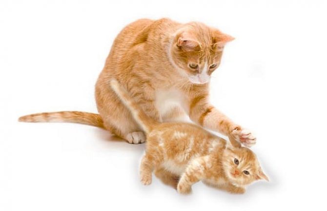 Кошки наказывают котят