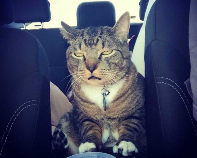 Кот боится ездить в машине