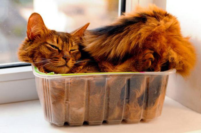 кот начал орать по ночам что делать