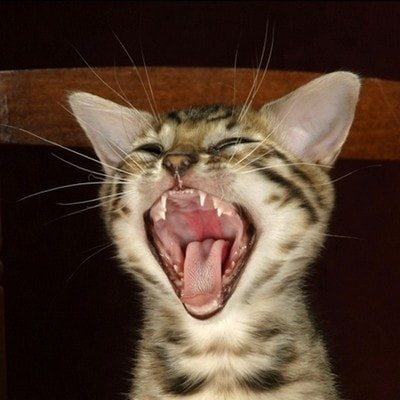 Кот орет по ночам