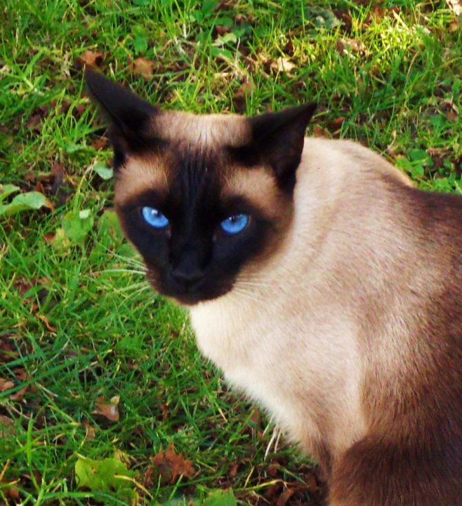 Красавец сиамец