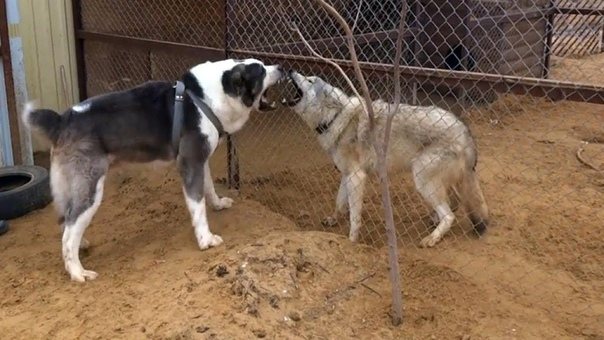 Кто сильнее - волк или алабай Особенности и интересные факты - Человек опасается встречи с волком, и не зря. Это животное обладает ловкостью и отличным умом, а также способностью атаковать так,