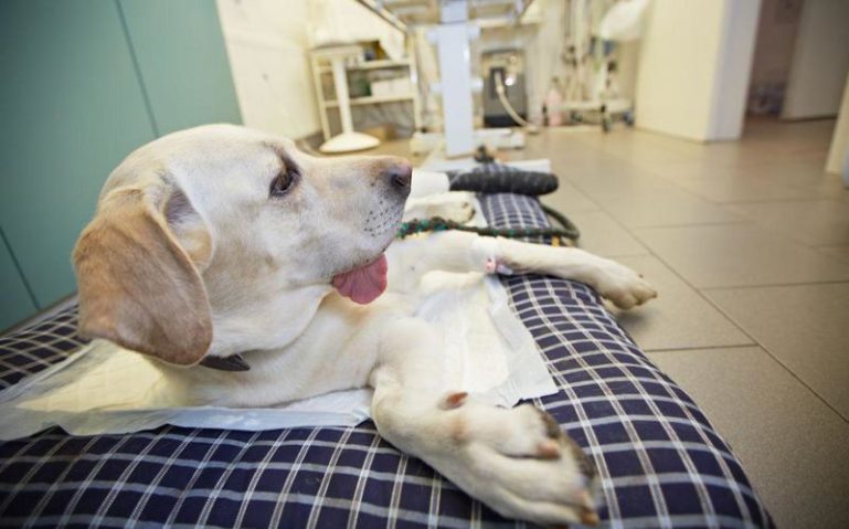 лечение собаки