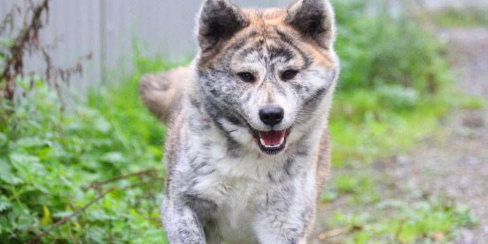 Мильбемакс для кошек и собак инструкция по применению