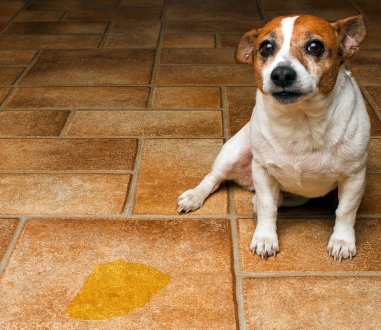 Через пару дней цвет мочи нормализуется