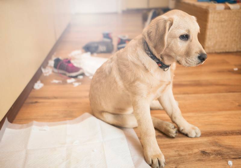 одноразовые пеленки для собак