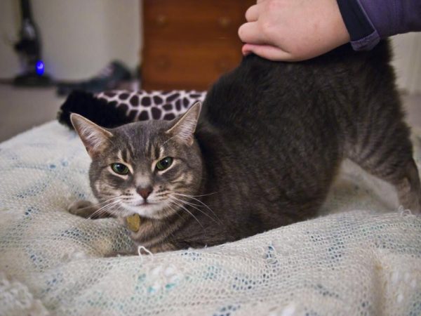 Почему кошка метит во время течки: 7 причин