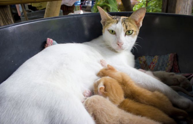 Почему кошка мяукает после родов