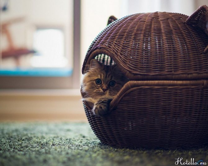 Почему кошки прячут своих котят. Почему кошка переносит котят и прячет в другое место