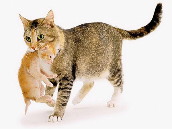 Почему кошки прячут своих котят. Почему кошка переносит котят и прячет в другое место