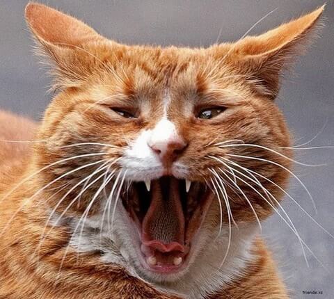 Рыжий кот орет