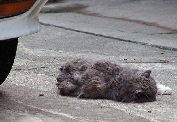 Сбил кошку на машине - Что делать? К чему это? Приметы