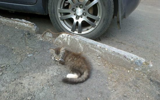 Сбил кошку на машине: примета