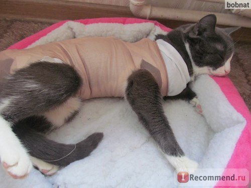 Сколько кошки отходят от наркоза