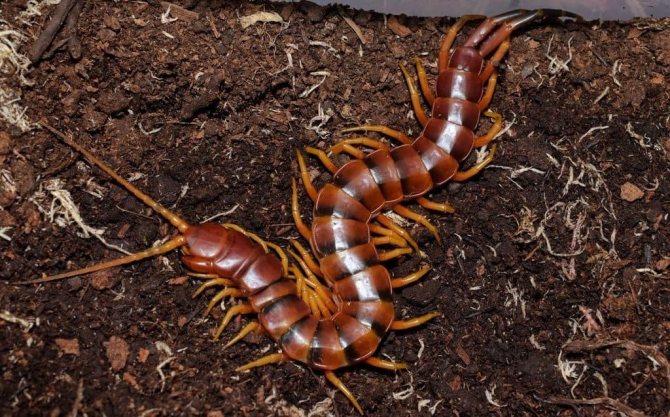Сколопендра ядовитая или нет