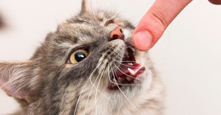 скрежет зубок у кошки