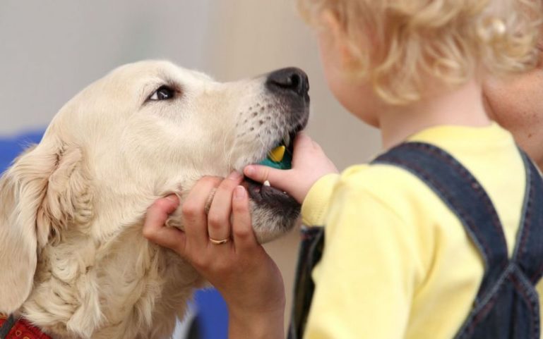 собака и ребенок