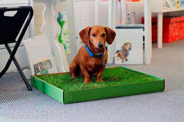 Такс сидит на травке