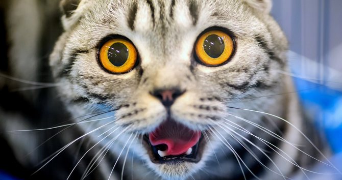 Темная моча у кошки - причины и лечение